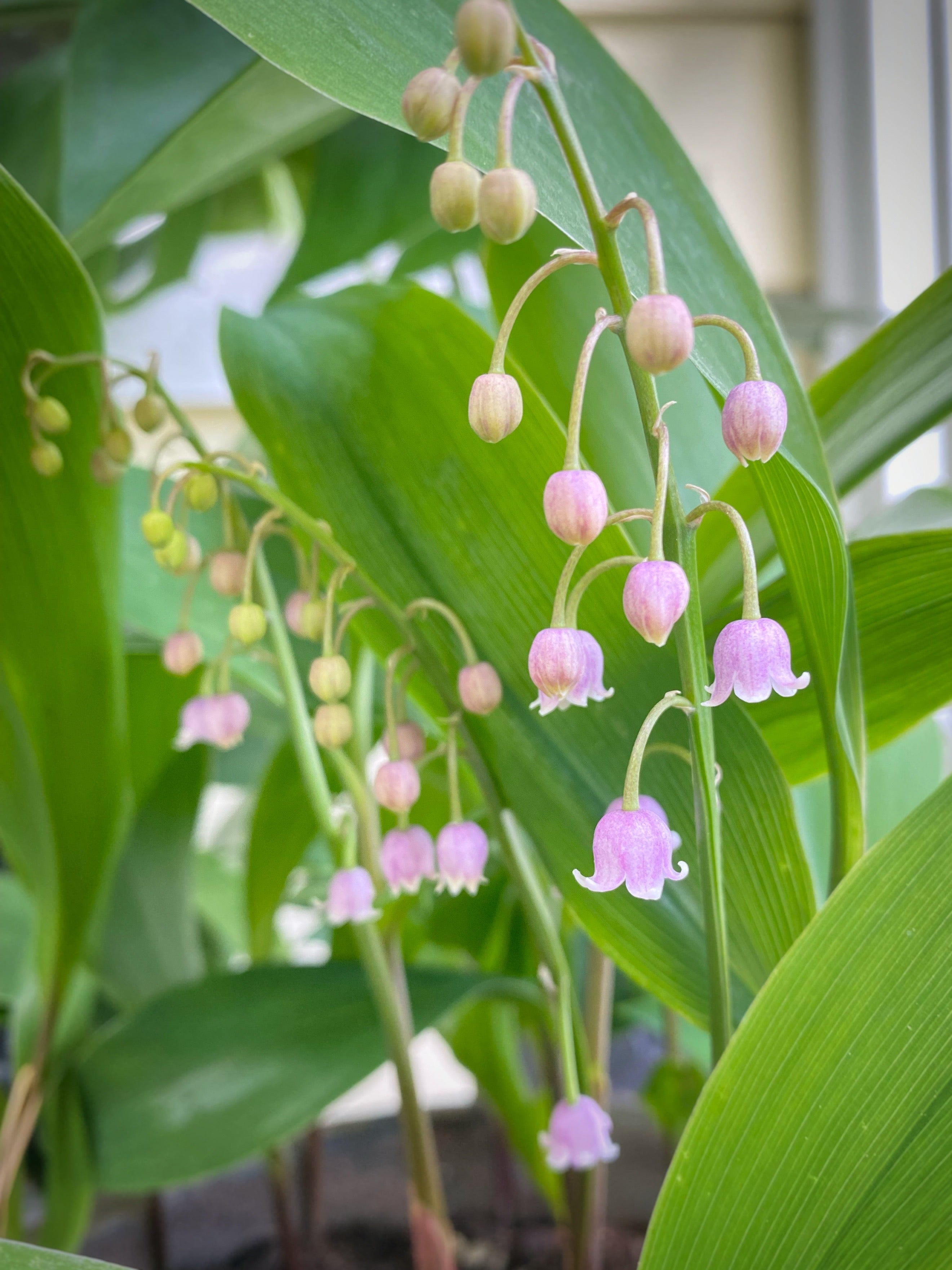 Lily of the valley flowers in bloom